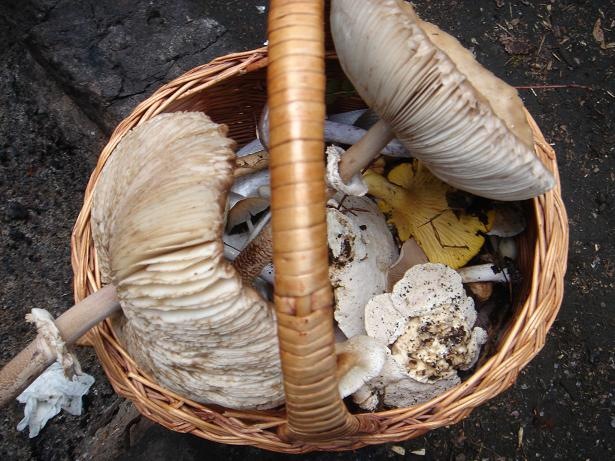 [Beute[2].jpg]
