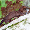 American mink