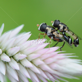 Free Ride by Milind Lele - Animals Insects & Spiders