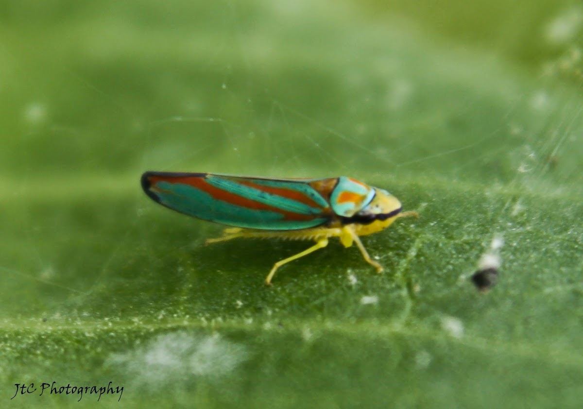 Candystriped Leafhopper