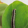 Yellowstriped Armyworm