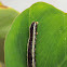 Yellowstriped Armyworm