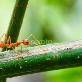 Ant by Siha Sao - Nature Up Close Other Natural Objects