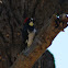 Acorn Woodpecker