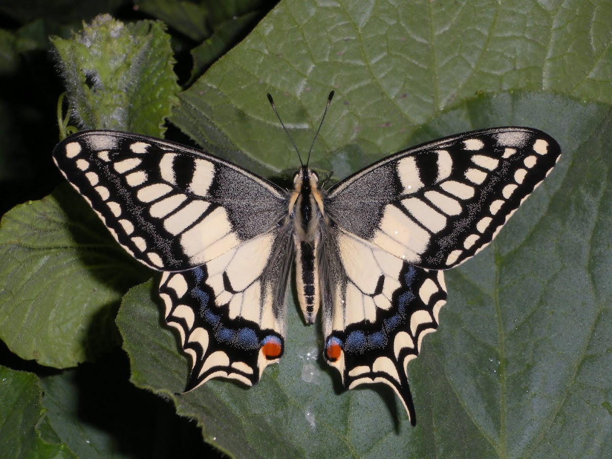 European swallowtail