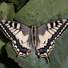 European swallowtail