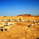 arabian oryx and gazelles