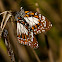 Swamp Tiger Butterflies