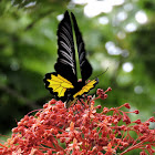 The Southern Birdwing (male)
