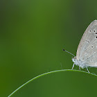 Pale Grass Blue?