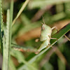 Short-winged Green Grasshopper