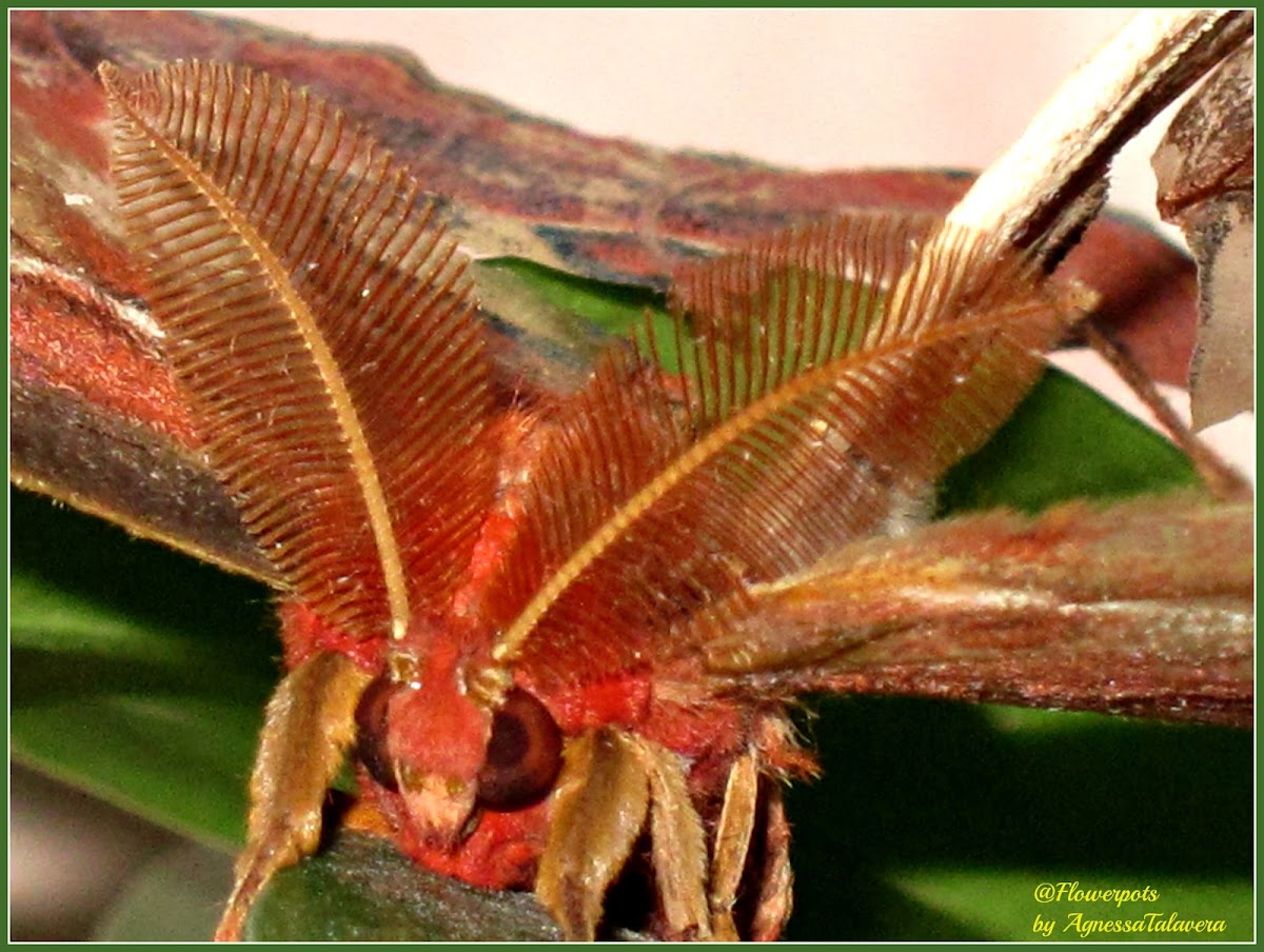 Lorquin's Atlas Moth (Male)