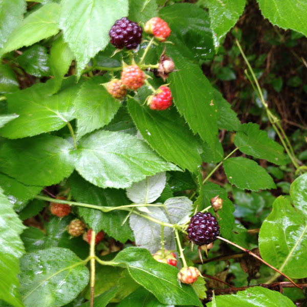 Black berries | Project Noah Black berries