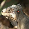 Lesser Antillean Iguana