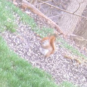 American Red squirrel