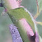 Citrus Flatid Leafhopper