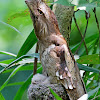 Philippine Frogmouth