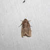 Brown-lined Sallow