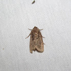 Brown-lined Sallow