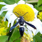 Four-toothed Mason wasp
