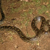 African Rock Python