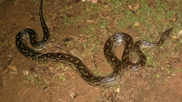 African Rock Python | Project Noah