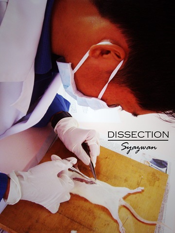[dissection17.jpg]
