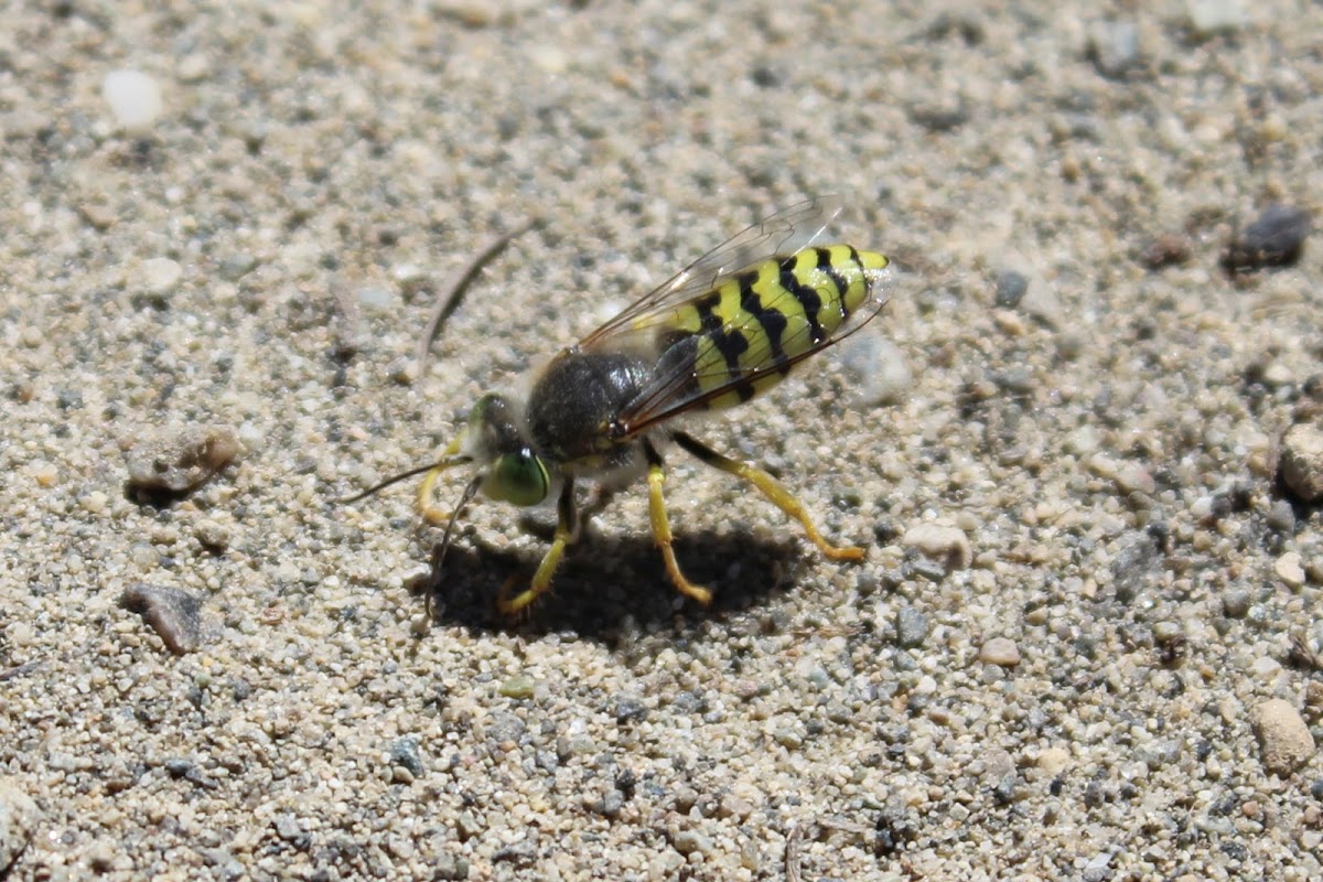 Digger wasp