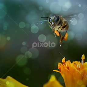 let's work by Jun Manolang - Animals Other