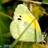 Dainty Sulphur