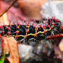 Caterpillar