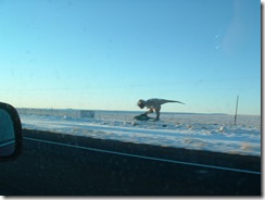 Dinosaur running towards I40