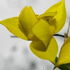 Yellow Globe Lily, Golden Fairy Lantern, Diogenes' Lantern, Lovely Mariposa Lily