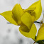 Yellow Globe Lily, Golden Fairy Lantern, Diogenes' Lantern, Lovely Mariposa Lily