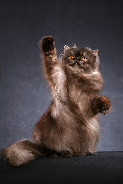 Young Smoke Black Ultra Persian Cat
