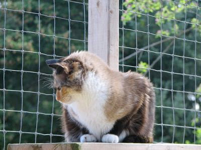 cat in enclosure