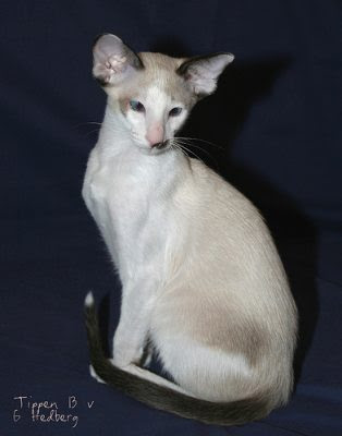 Seychellois cat