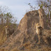 Cheetah Food Chain