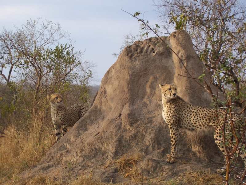 Blog About Cats Cheetah Food Chain