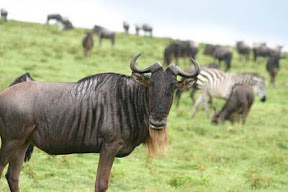 cheetah prey wildebeest