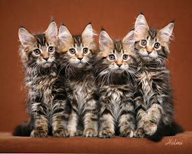 http://lh4.ggpht.com/mjbmeister/SF1TFh3sEgI/AAAAAAAAH7U/ct-jUM8ZgeI/s400/Maine-Coon-Kittens.jpg