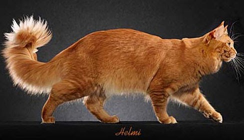 Blog About Cats: Orange Maine Coon