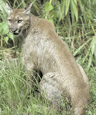 Florida Cougar Puma Panther