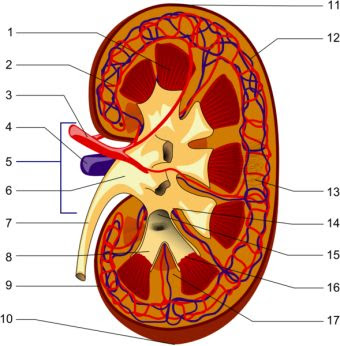 drawing of a kidney