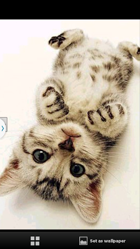 Kittens wallpaper collection