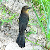 Boat-tailed grackle female