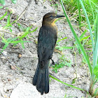 Boat-tailed grackle female