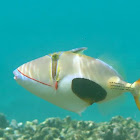 Blackbelly Triggerfish