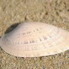 Sunray Venus Clam