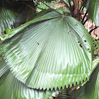 Ruffled Fan Palm